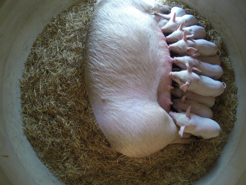 The round shape of the Aardvark complements the sows shape keeping her in the middle of the hut giving the piglets 360 degrees of safety.