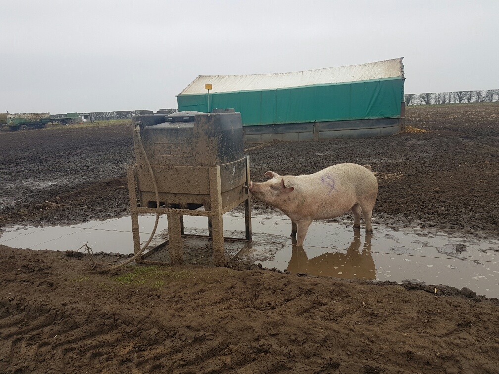 Sow drinking from our 500l Anti-bac tank 