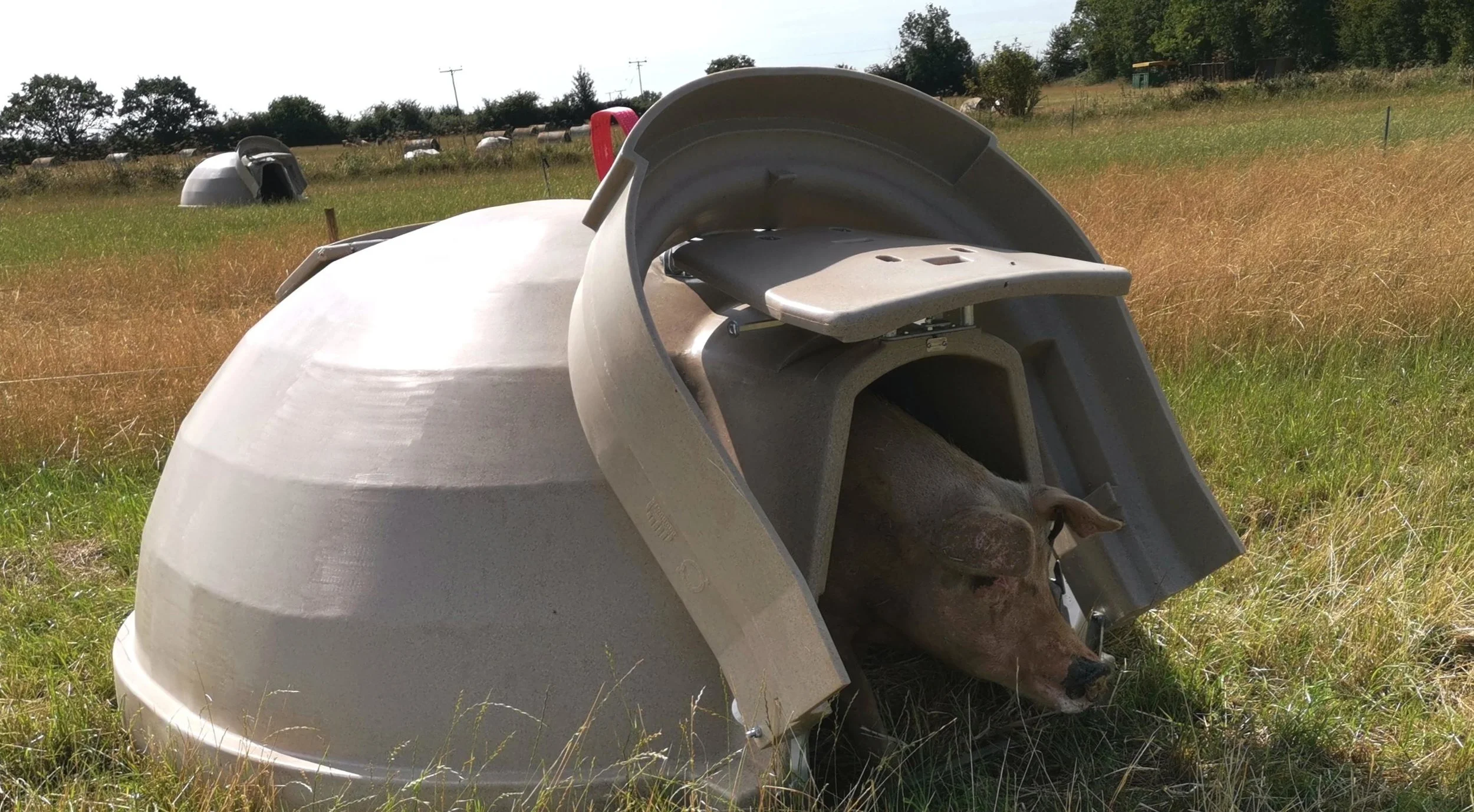 Aardvark xl 4.jpg
