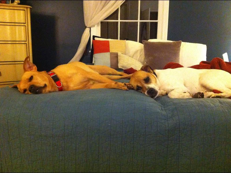 Dog Days of Summer: July 25 through August 11