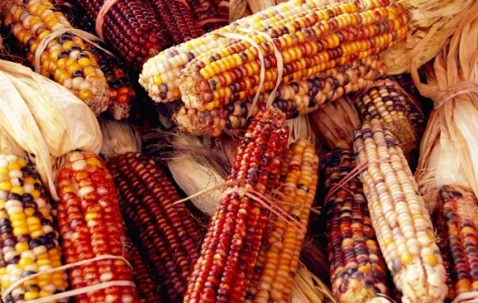 Thanksgiving Week Holiday