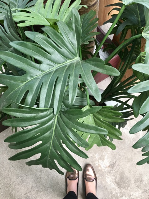  Large architectural plants and trees are back