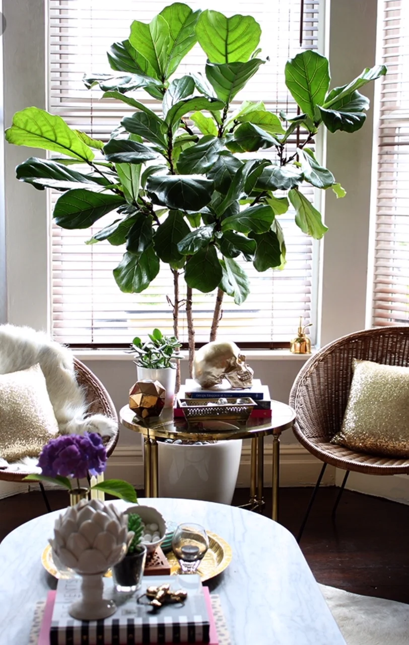  A stunning fiddle ficus tree. Image credit to www.swoonworthy ( https://www.swoonworthy.co.uk/2015/my-fiddle-leaf-fig-tree-was-it-worth-the-money.html/ )