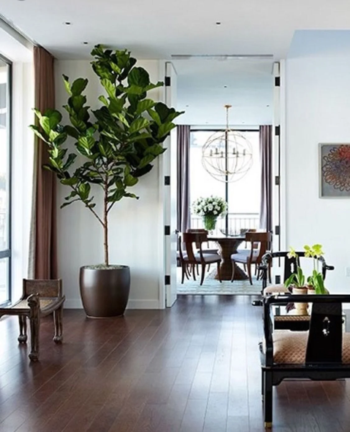 A stunning fiddle ficus makes a real style statement.