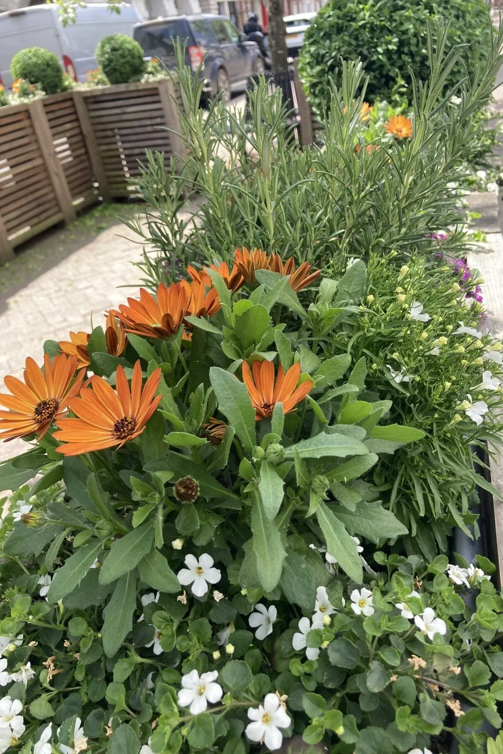 orange-flower-planters.jpg
