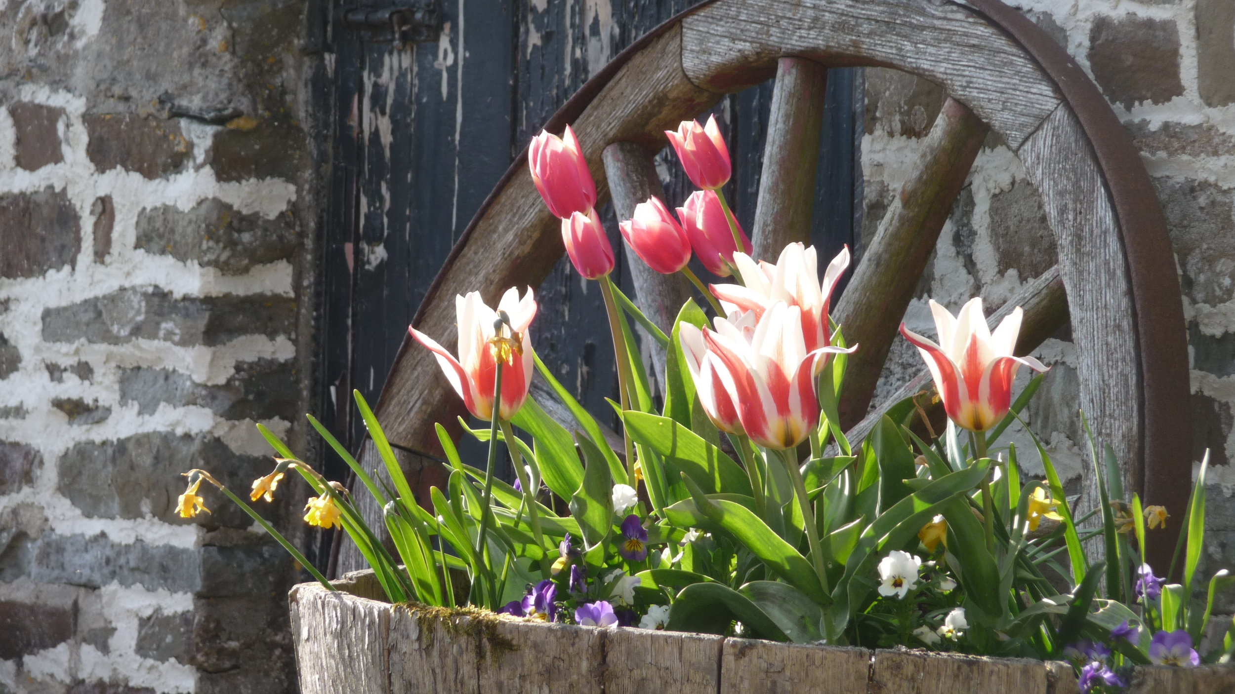 Tulip Tub Planter