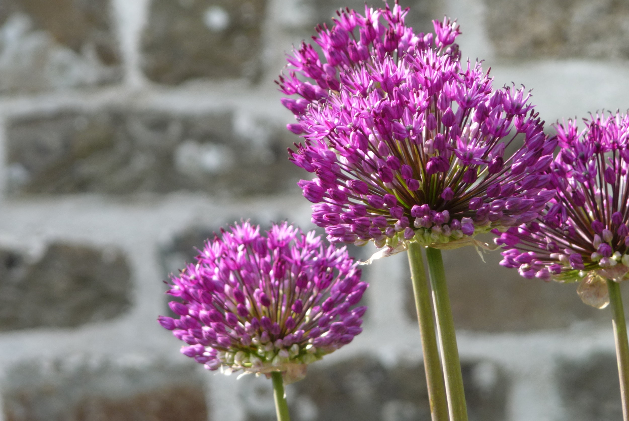 Large Purple Allium