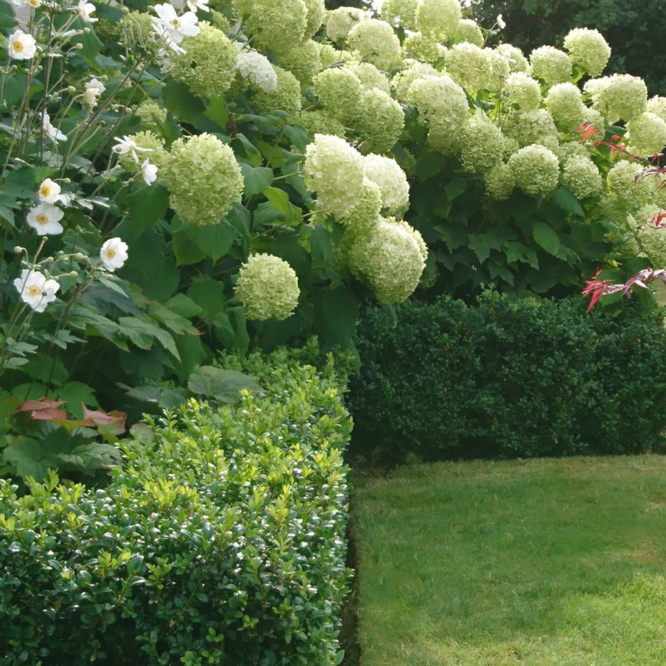 Creamy White Hydrangea