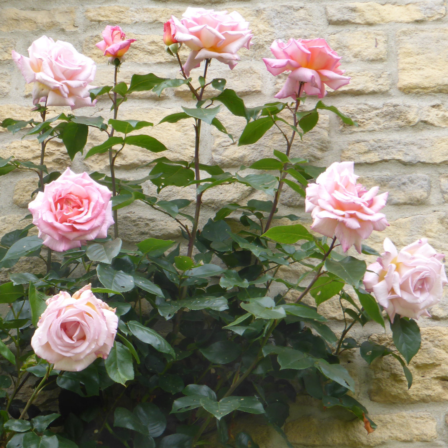 Trained Climbing Rose