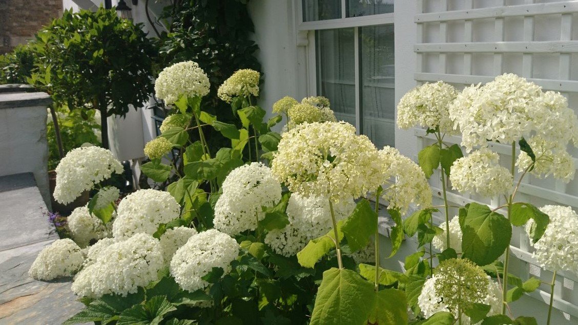 Hydrangea Front Garden