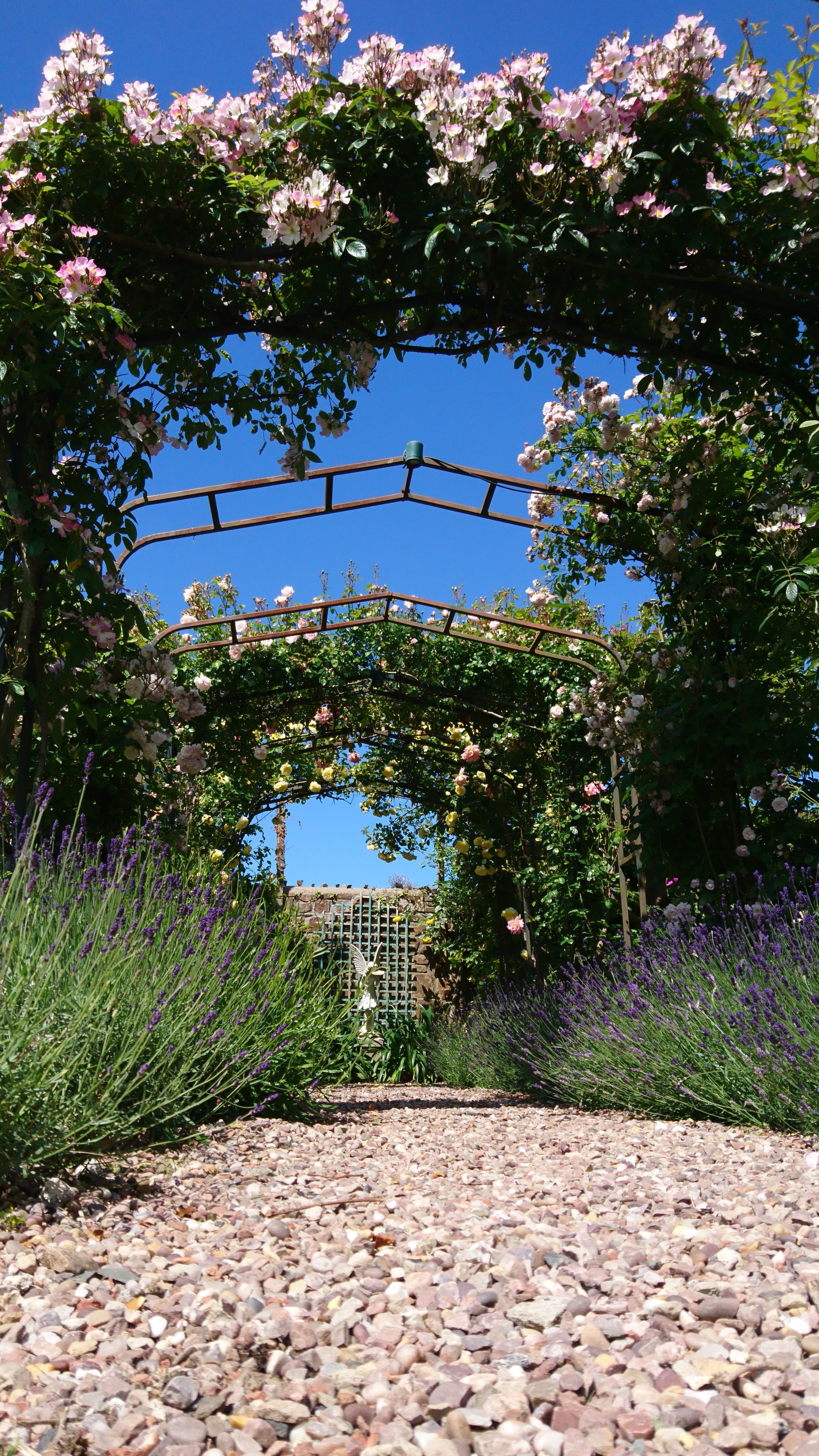 Rose Pergola