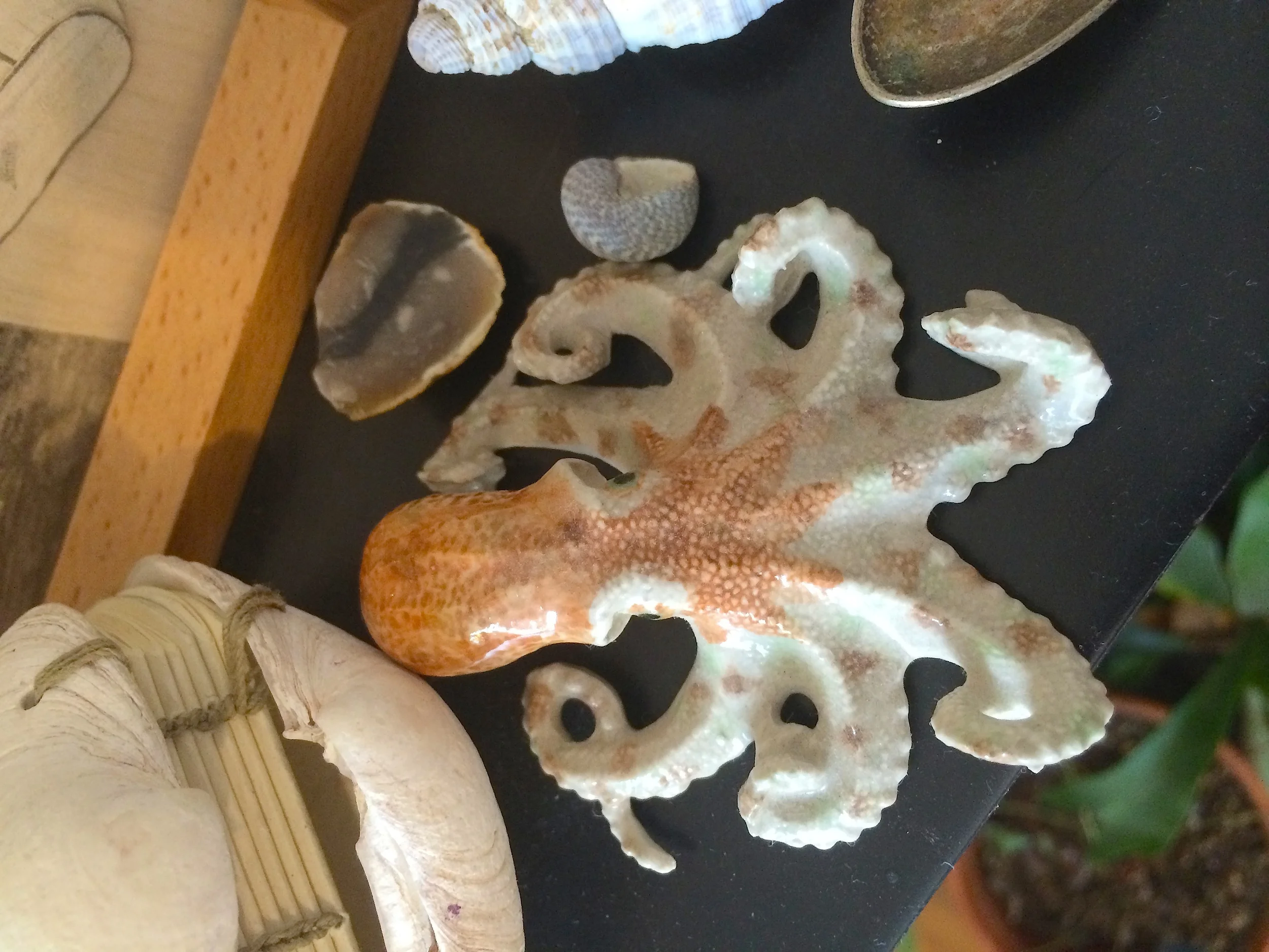 Tiny octopus