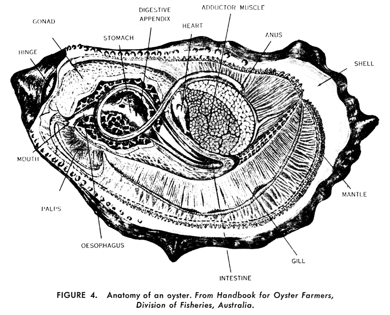 oysteranatomy.gif