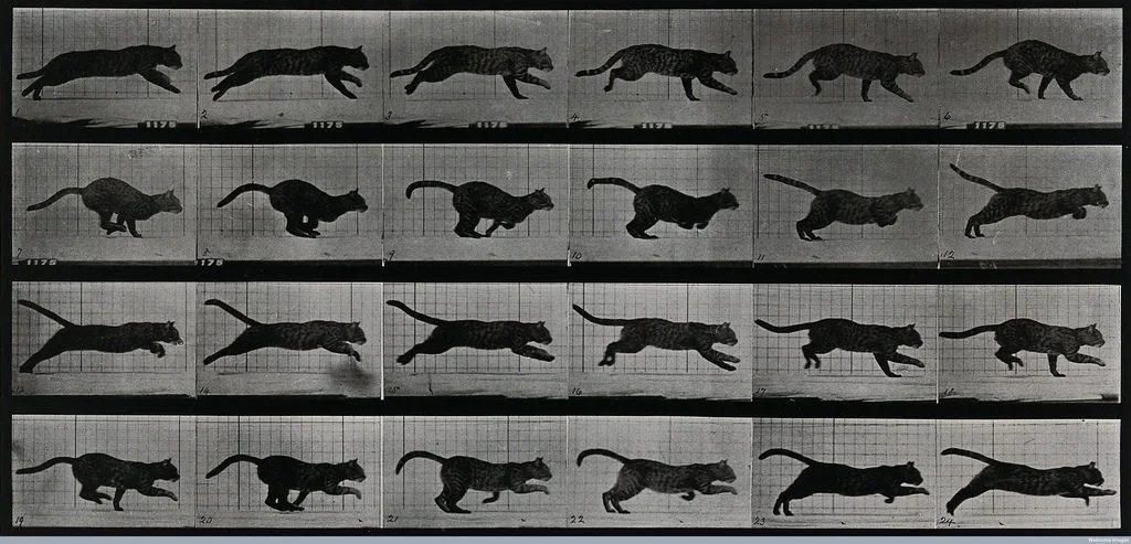 Eadweard Muybridge. A cat running.