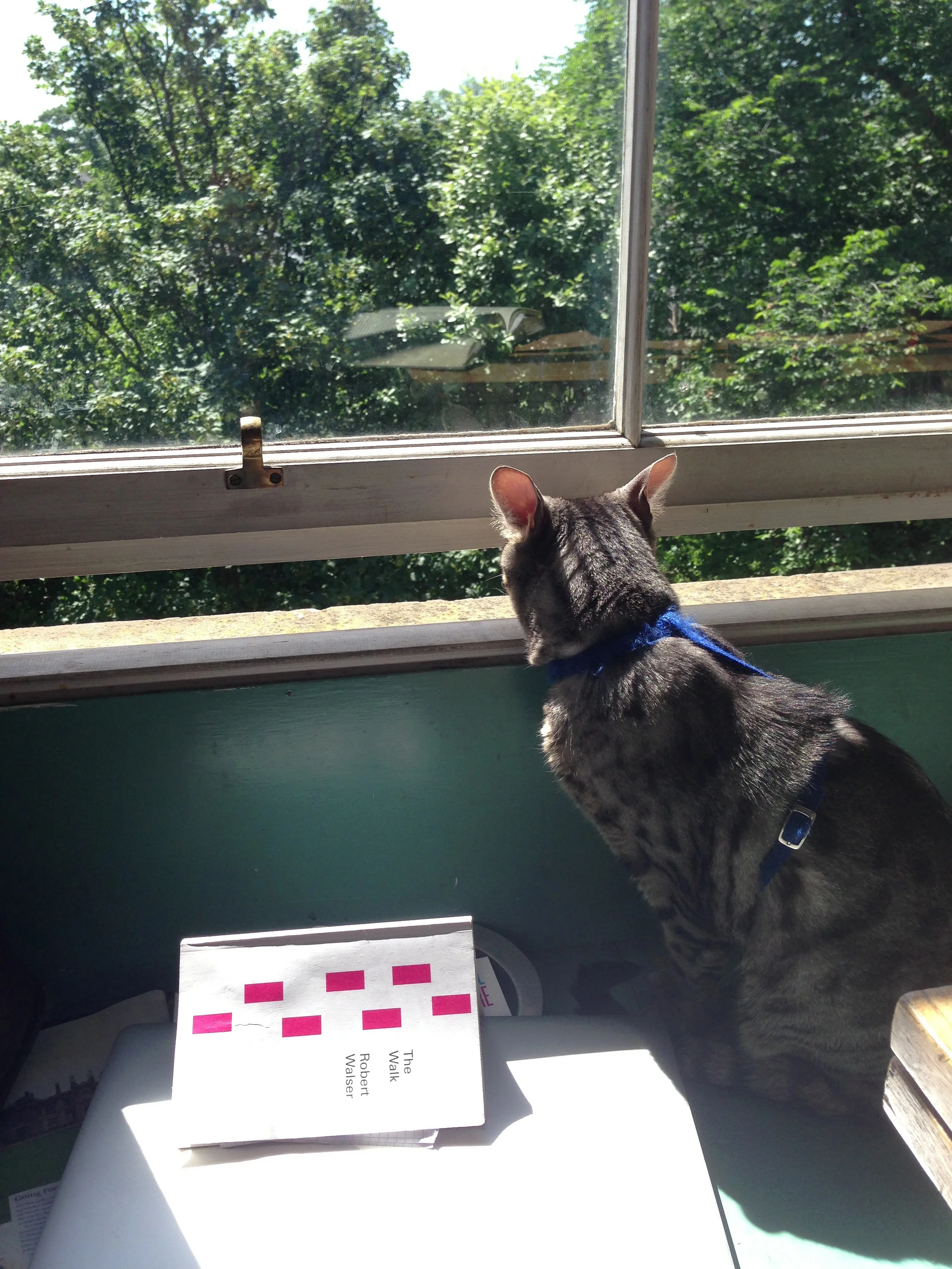 windowsill.jpg