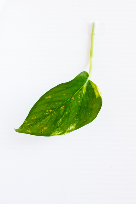 Philodendron_(3_of_127).jpg