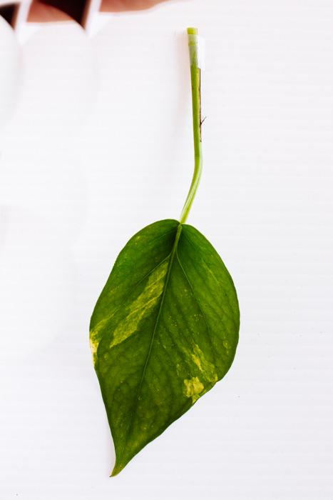 Philodendron_(4_of_127).jpg