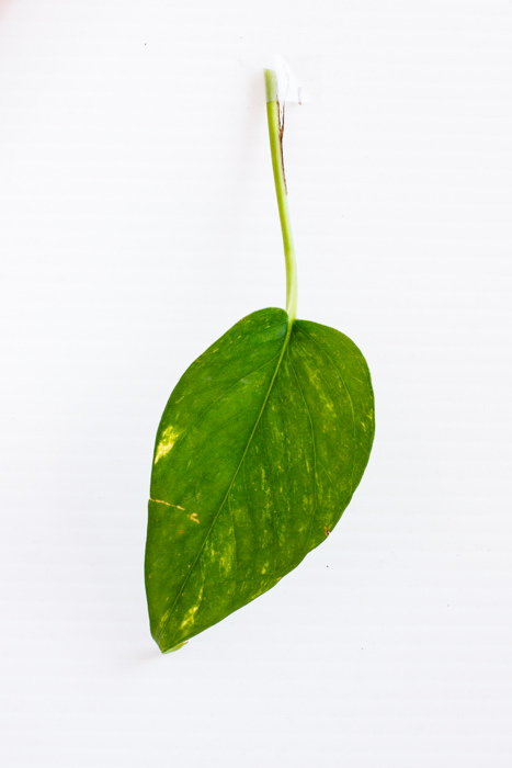 Philodendron_(5_of_127).jpg