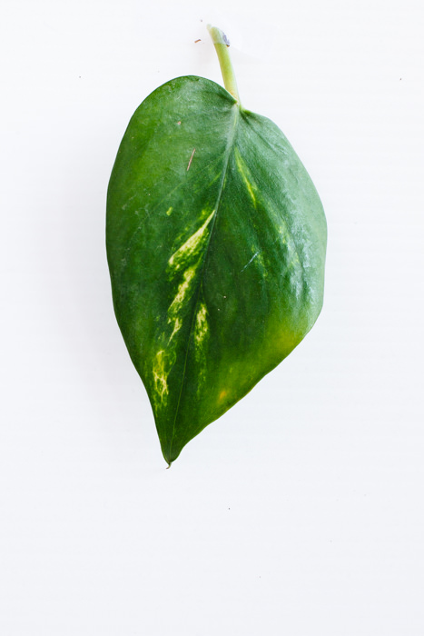 Philodendron_(8_of_127).jpg