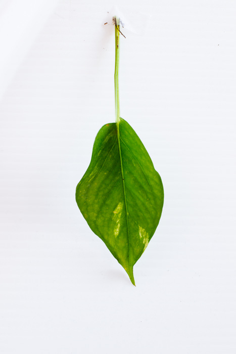 Philodendron_(15_of_127).jpg