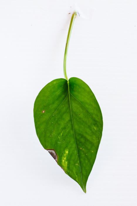 Philodendron_(14_of_127).jpg