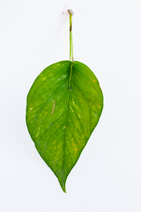 Philodendron_(25_of_127).jpg