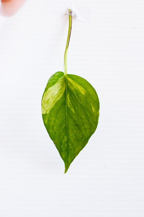Philodendron_(32_of_127).jpg