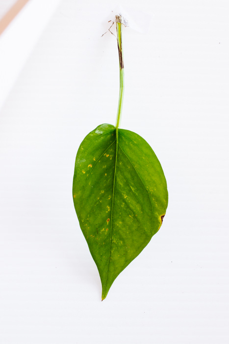 Philodendron_(33_of_127).jpg