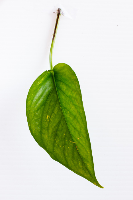 Philodendron_(36_of_127).jpg