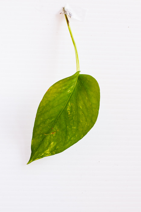 Philodendron_(37_of_127).jpg