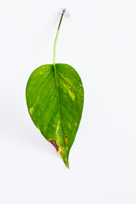 Philodendron_(41_of_127).jpg