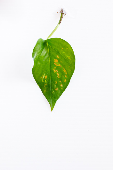Philodendron_(42_of_127).jpg