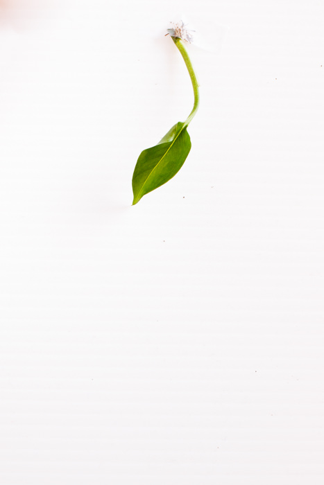 Philodendron_(47_of_127).jpg