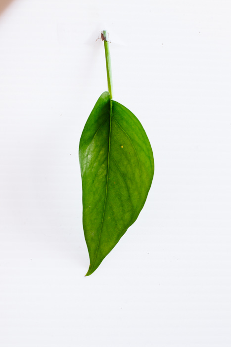 Philodendron_(57_of_127).jpg