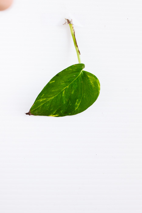 Philodendron_(65_of_127).jpg
