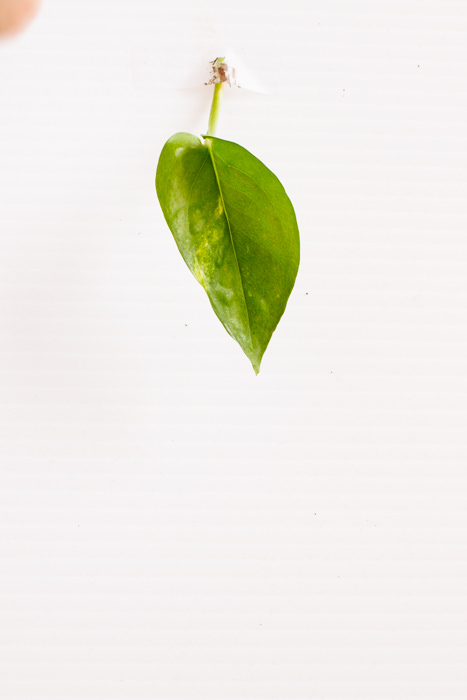 Philodendron_(76_of_127).jpg