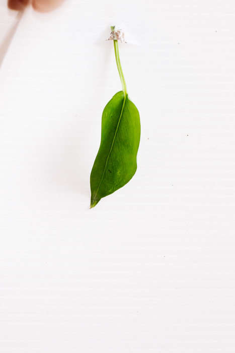 Philodendron_(83_of_127).jpg