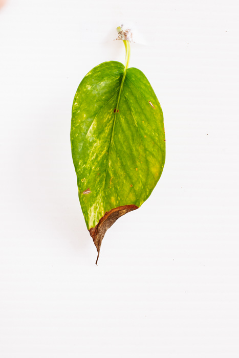 Philodendron_(88_of_127).jpg