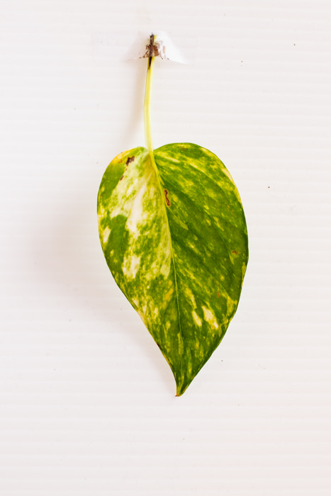 Philodendron_(92_of_127).jpg