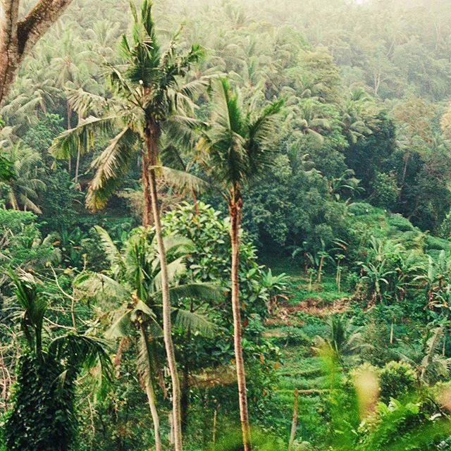 wish more places looked like this 🌴