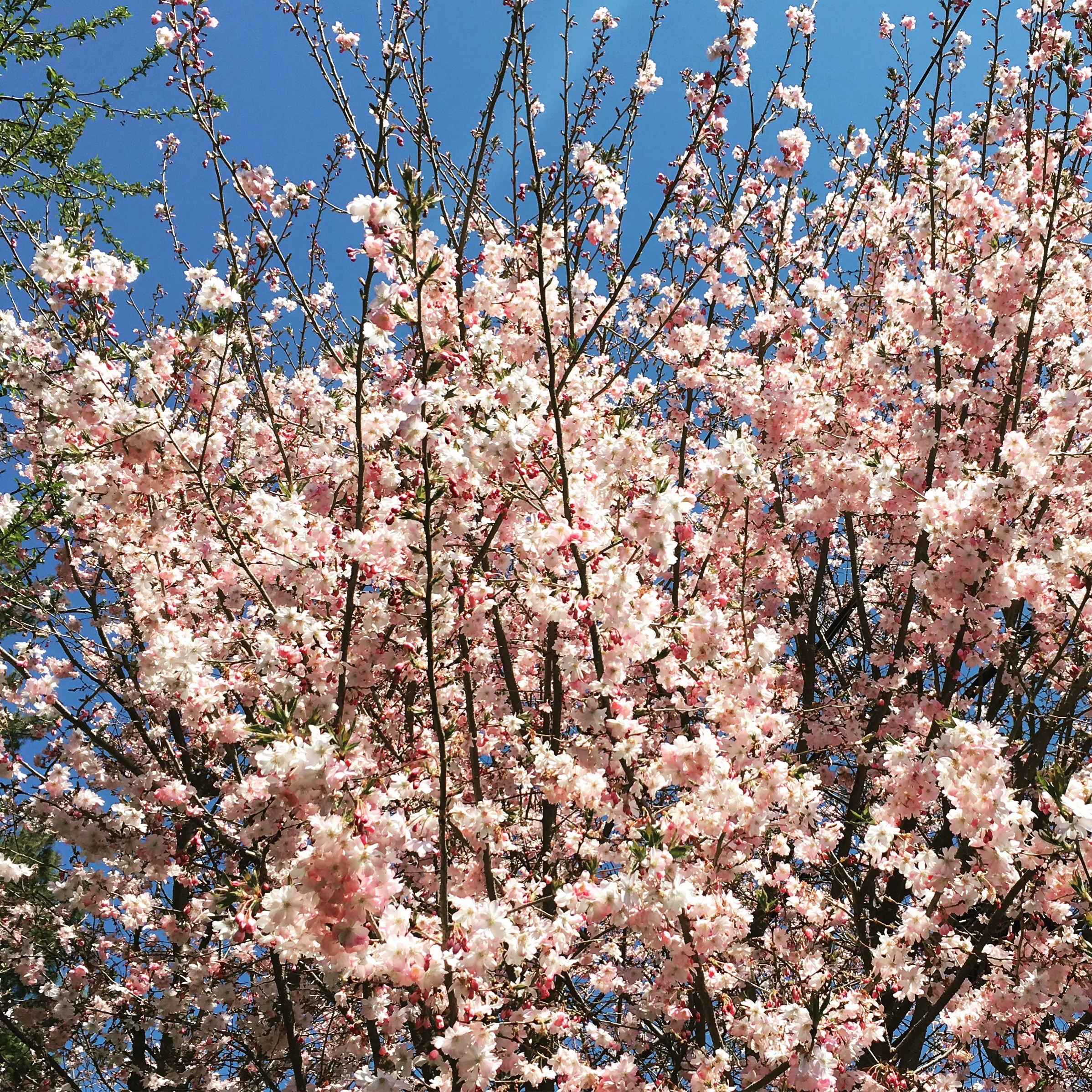 {Cheerful Cherry Blossoms}