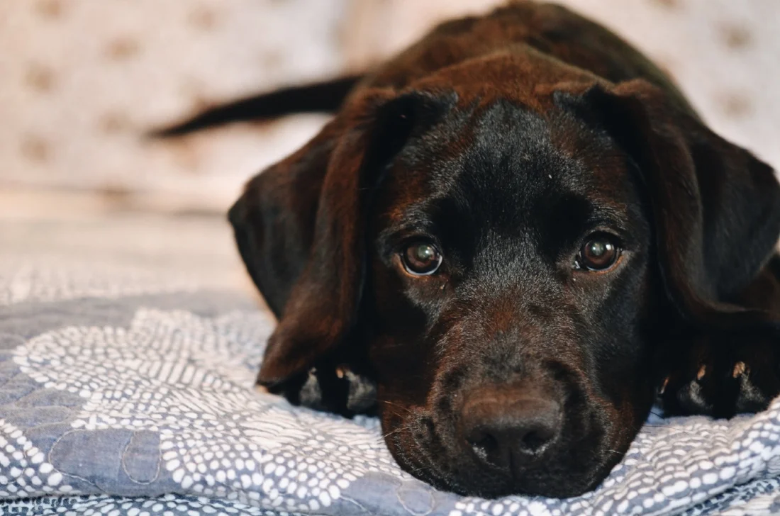 Black Lab Puppy Lilies and Lambs