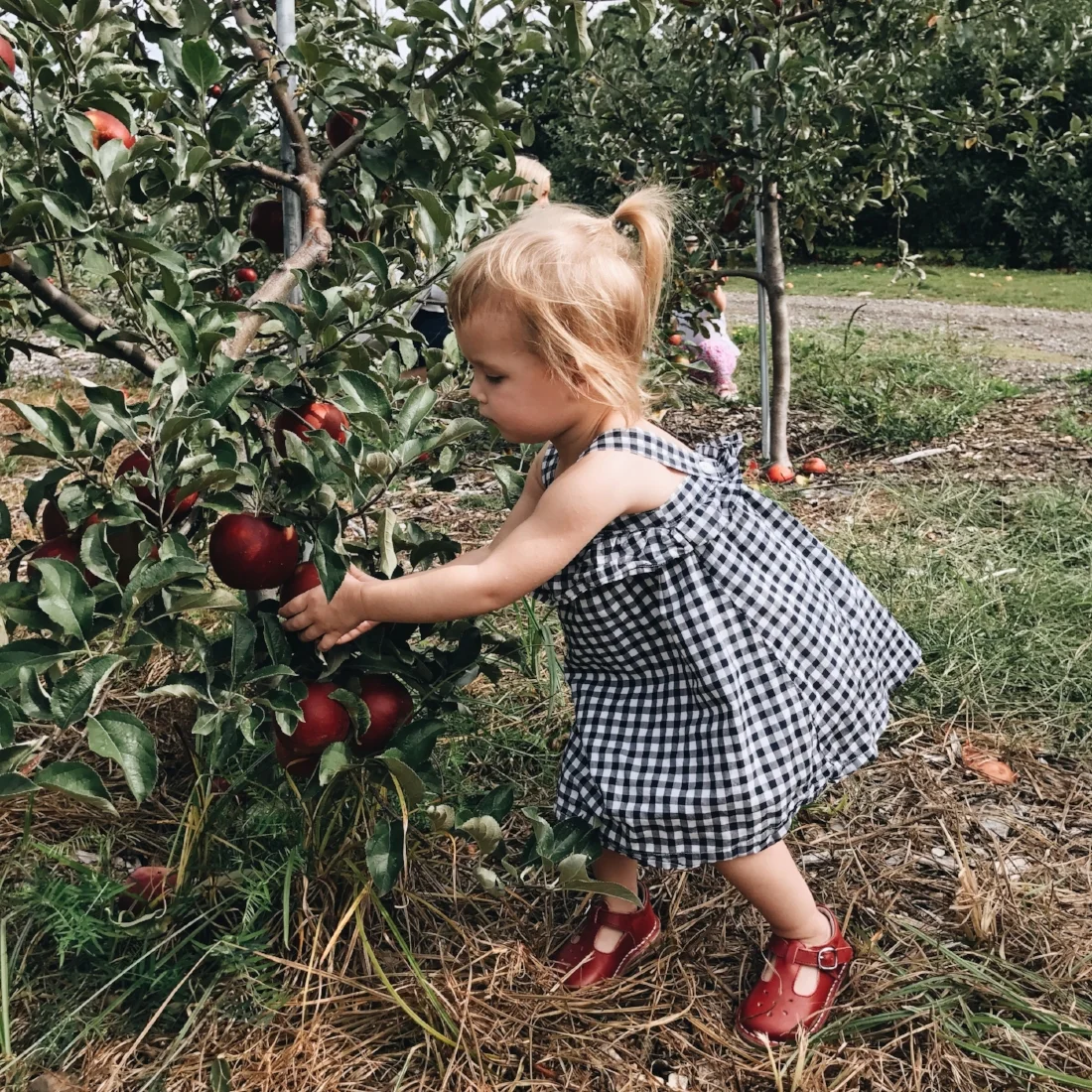A Day At Silverman's Farm
