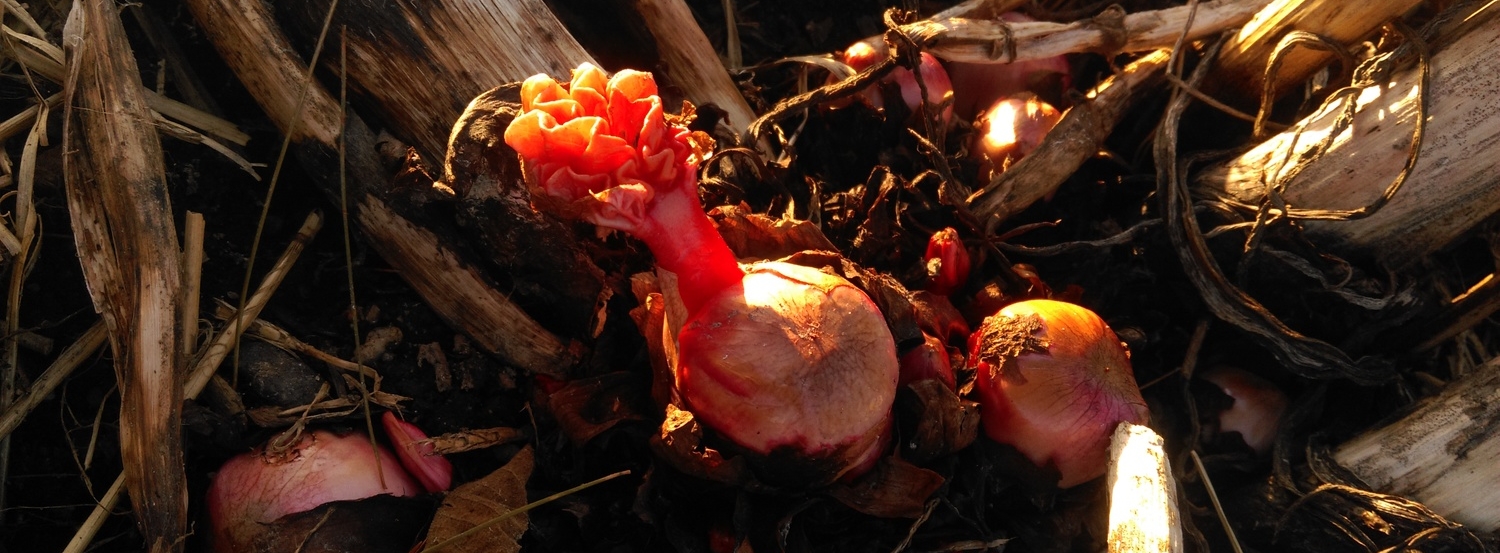 Rhubarb shoots!