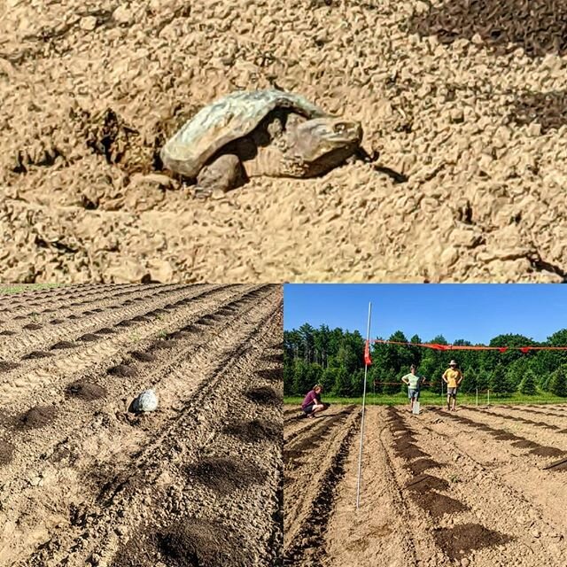 This visitor to our field wants to remind you of market today at Brunswick High School (8:30-12:30). We'll have tasty lettuces, onions, shallots, duck eggs, salsas, garlic scapes, and seedlings. .
This snapper laid eggs in our squash field. We roped 