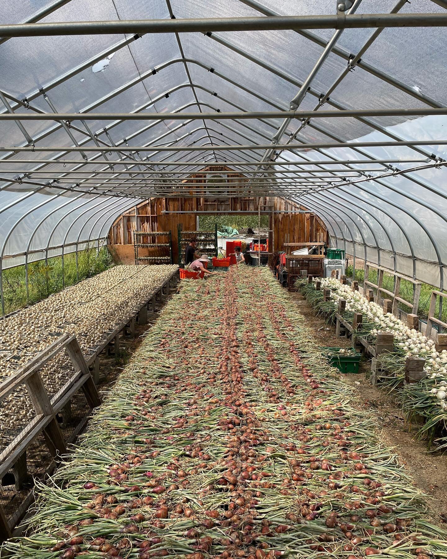 We brought in a big load of storage onions and shallots before the rain! Give us a month or so and these will be cured and ready for sale all fall and into the spring. For now, we still have wonderful fresh white onions and the red long Tropeas! Enjo