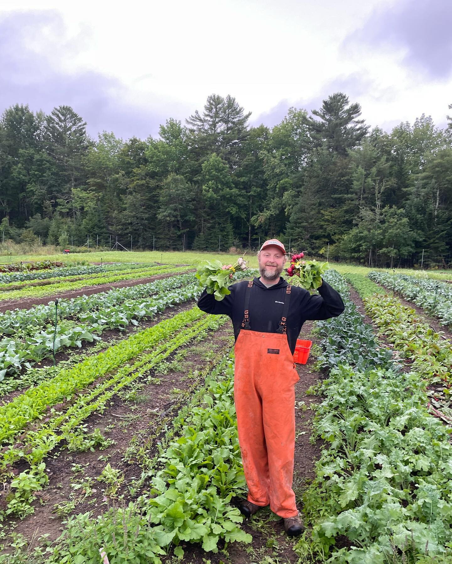 A rainy harvest day with lots of nice crops coming in&mdash;collards and Hakurei turnips are back! And red radishes are on sale, 2 bunches for $5. Produce is peaking now, with all of the summer fruits still here, and more fall crops joining the mix e