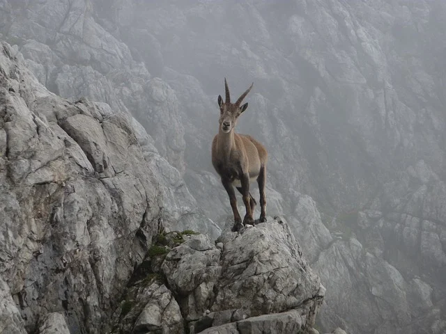 capricorn-2719114_640.jpg