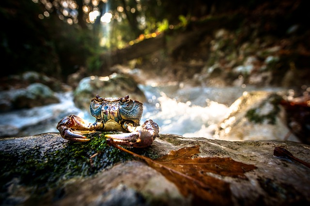 crab-3144581_640.jpg