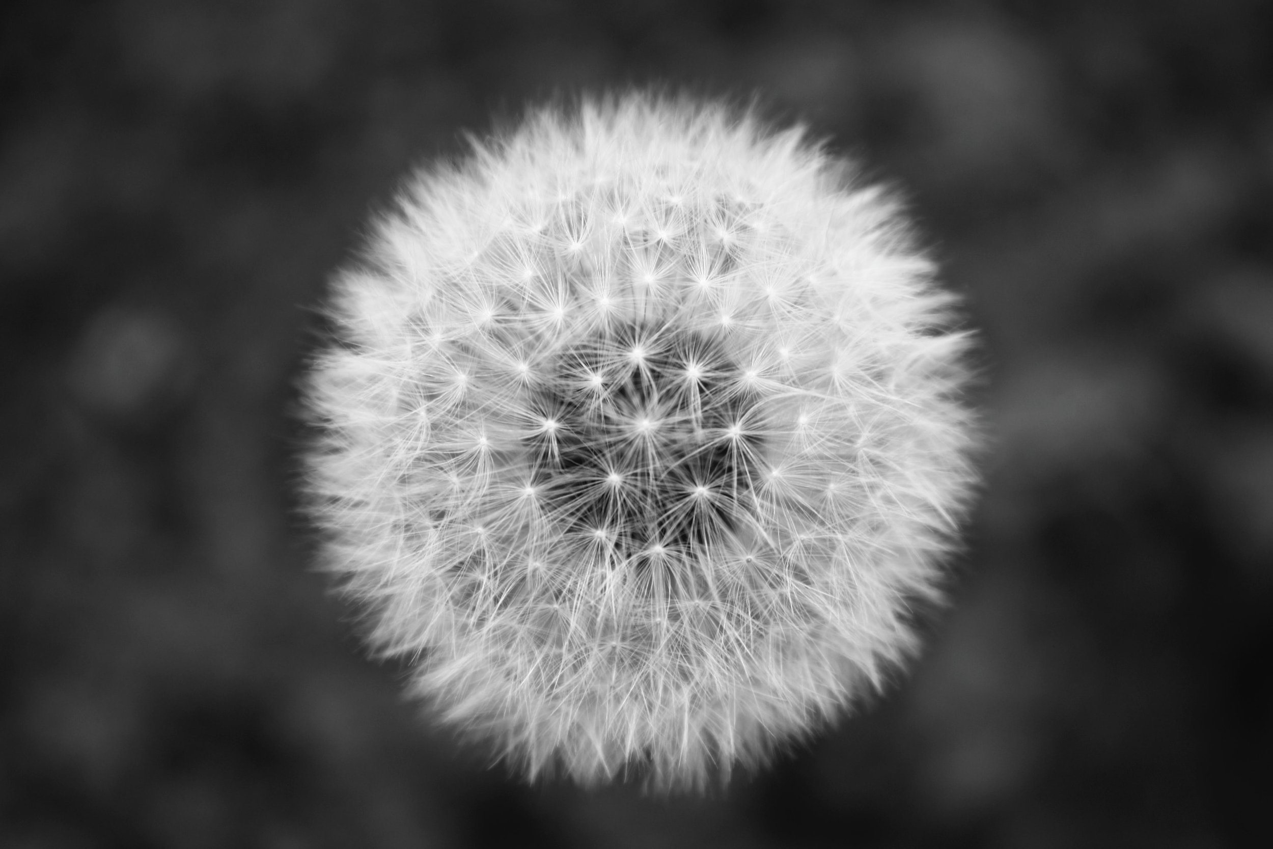 pexels-j-h-21323.jpg